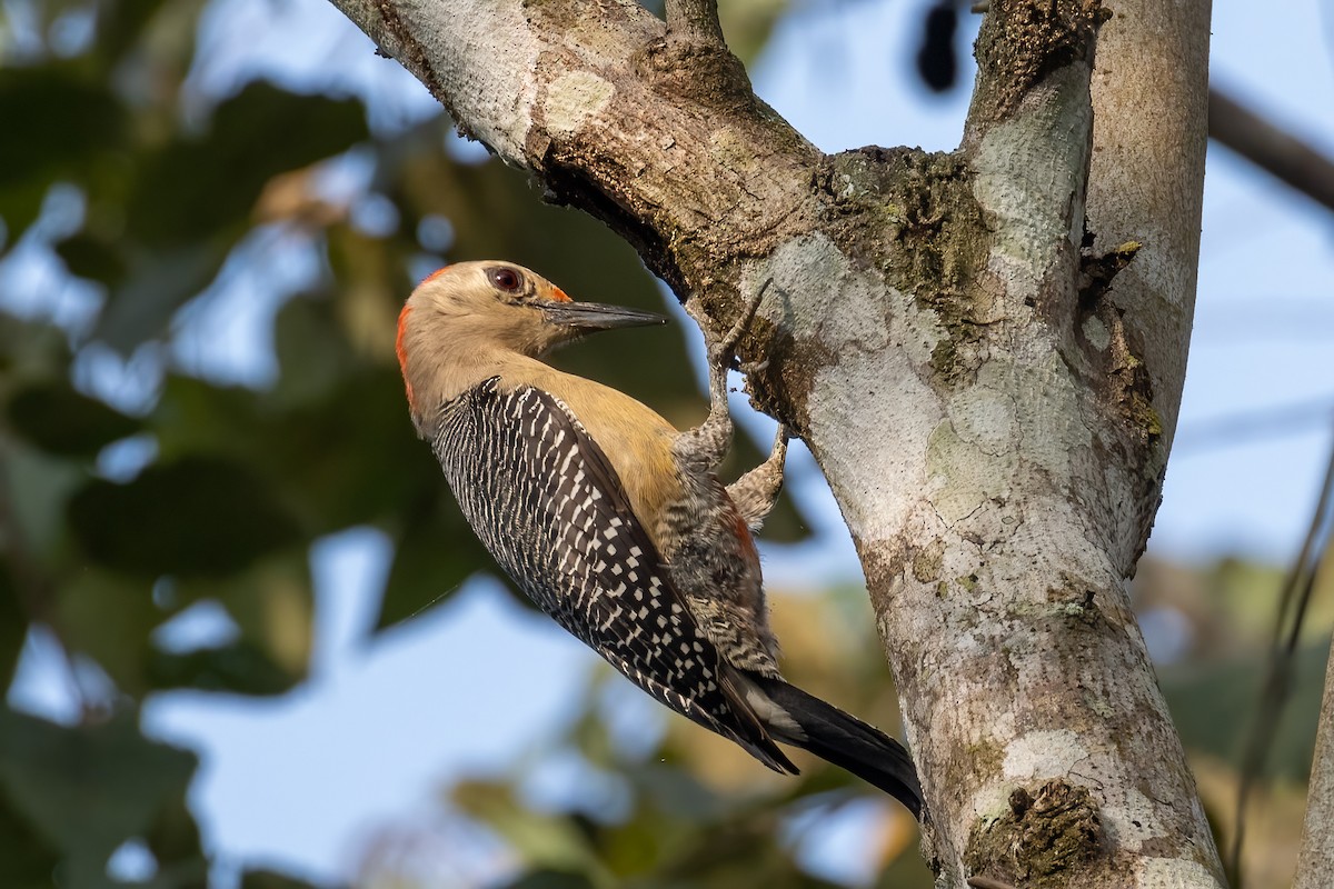 Golden-fronted Woodpecker - ML430393351