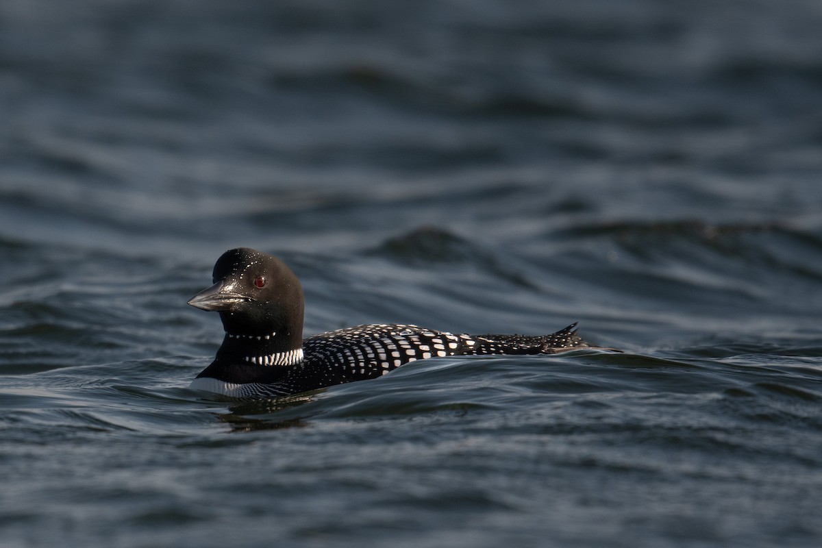 Common Loon - ML430393841