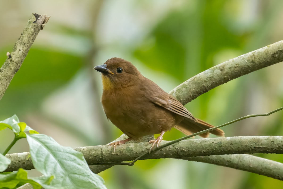 Red-throated Ant-Tanager - ML430393991