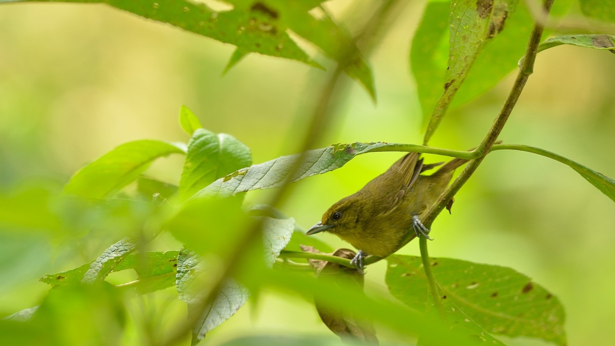 Zeytuni Hemispingus - ML43039451