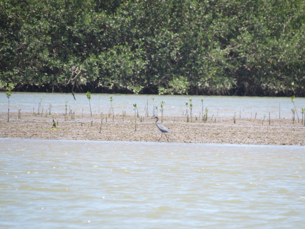 Little Blue Heron - ML430395321