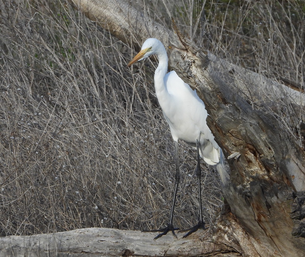 Great Egret - ML430395581