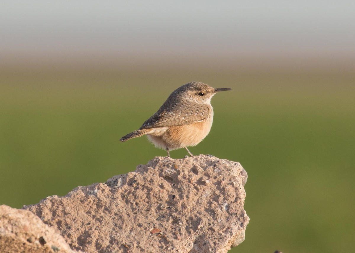 Rock Wren - Patrick Van Thull