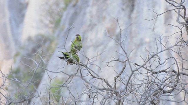 Conure à front brun - ML430395711