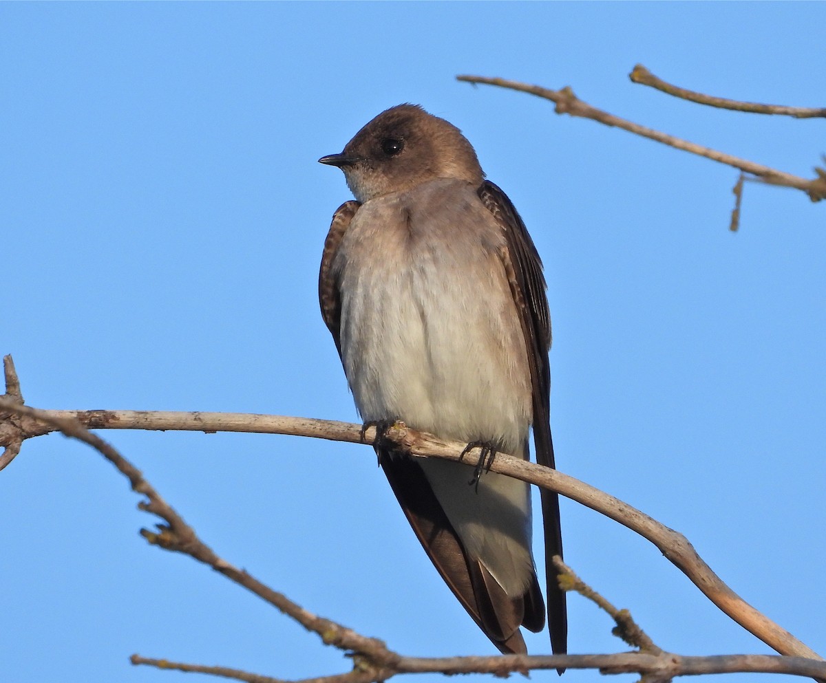 Northern Rough-winged Swallow - ML430395741