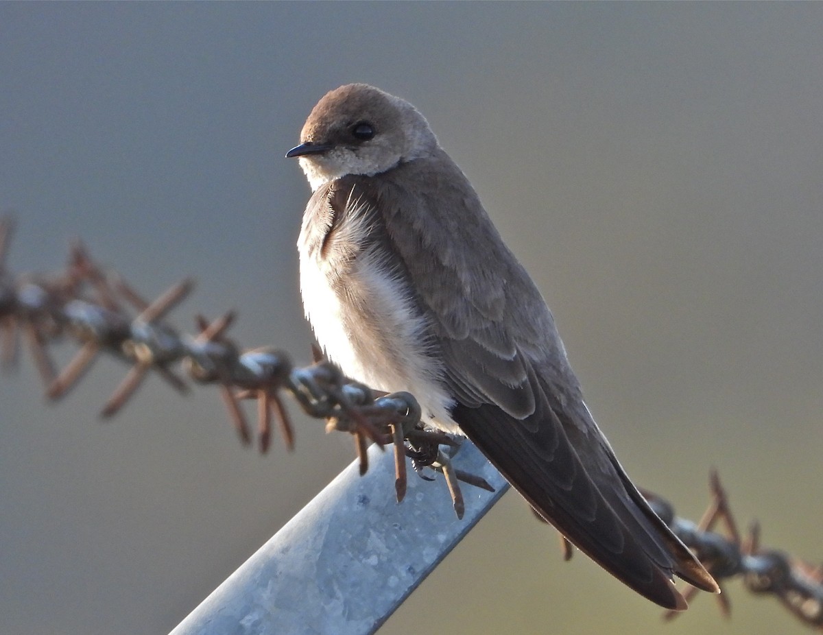 Northern Rough-winged Swallow - ML430395801