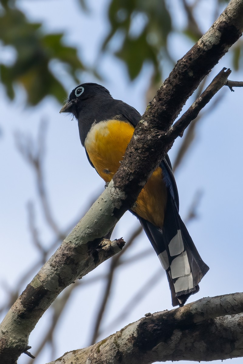 Black-headed Trogon - ML430395971