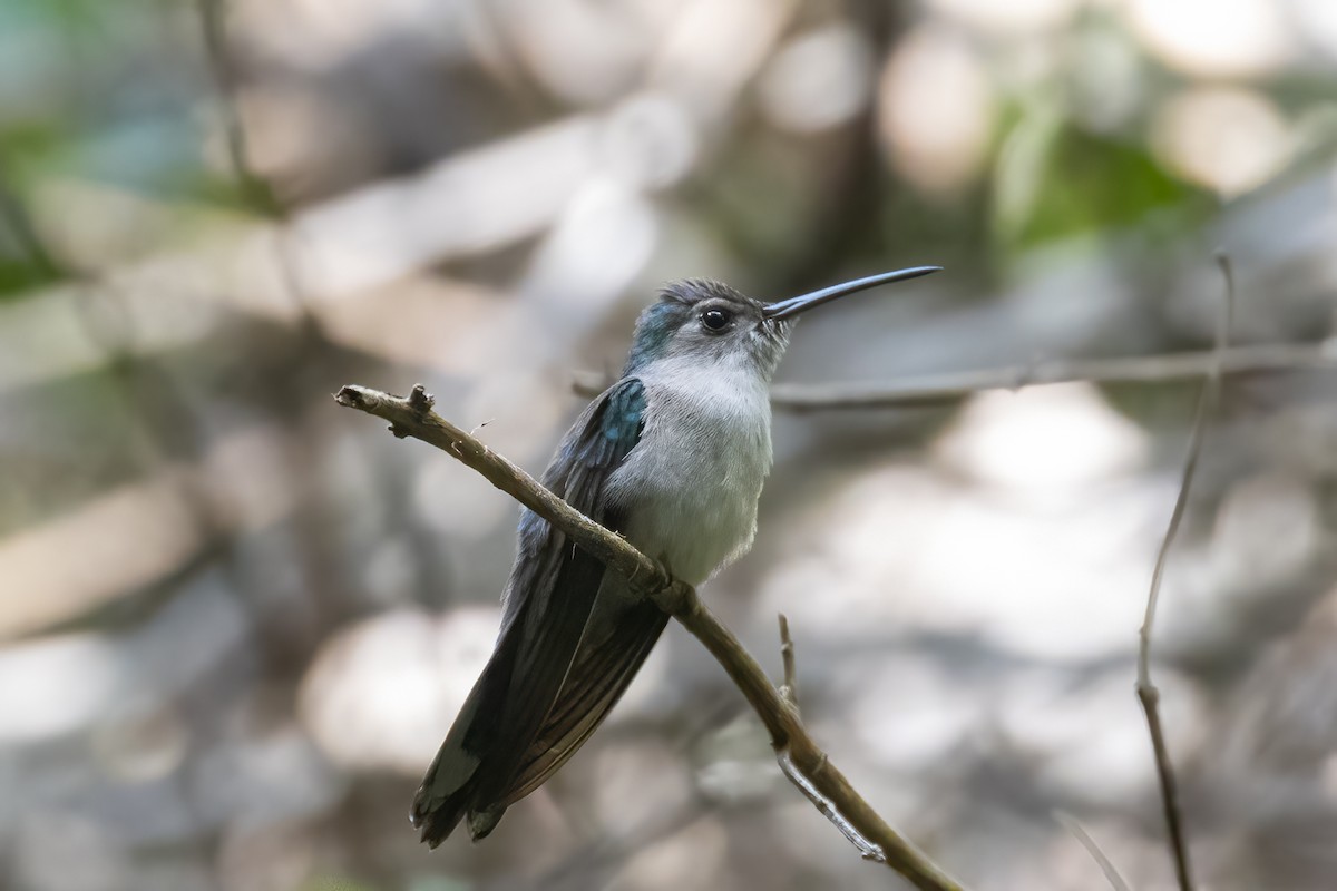 Wedge-tailed Sabrewing - ML430397261