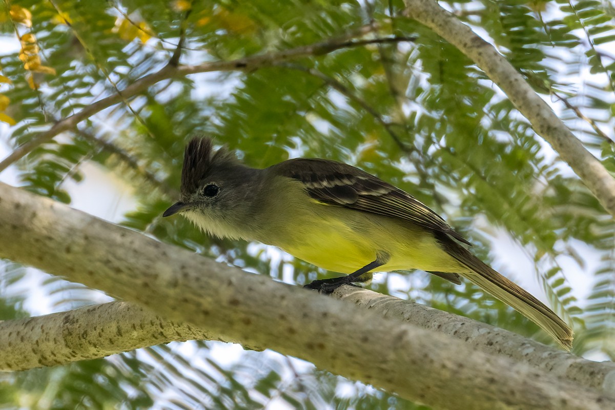Yellow-bellied Elaenia - ML430398221