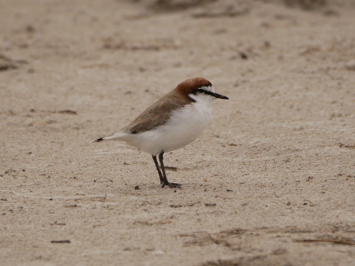 Red-capped Plover - ML430398231