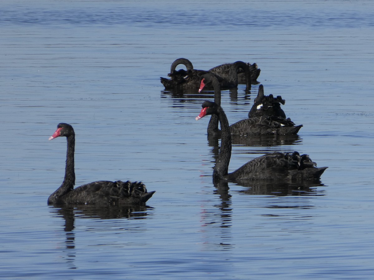 Black Swan - ML430398591