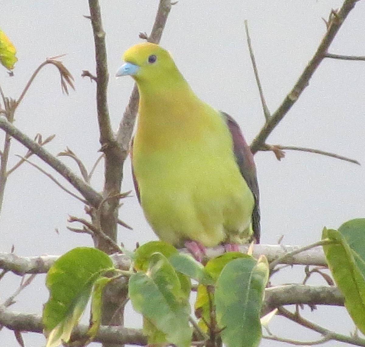 Wedge-tailed Green-Pigeon - ML430398671