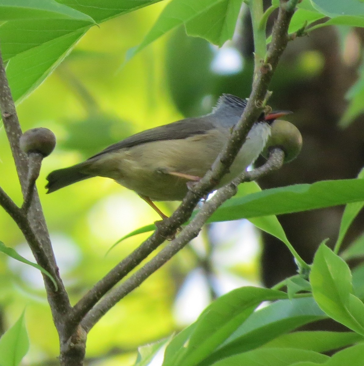 Black-chinned Yuhina - ML430398941