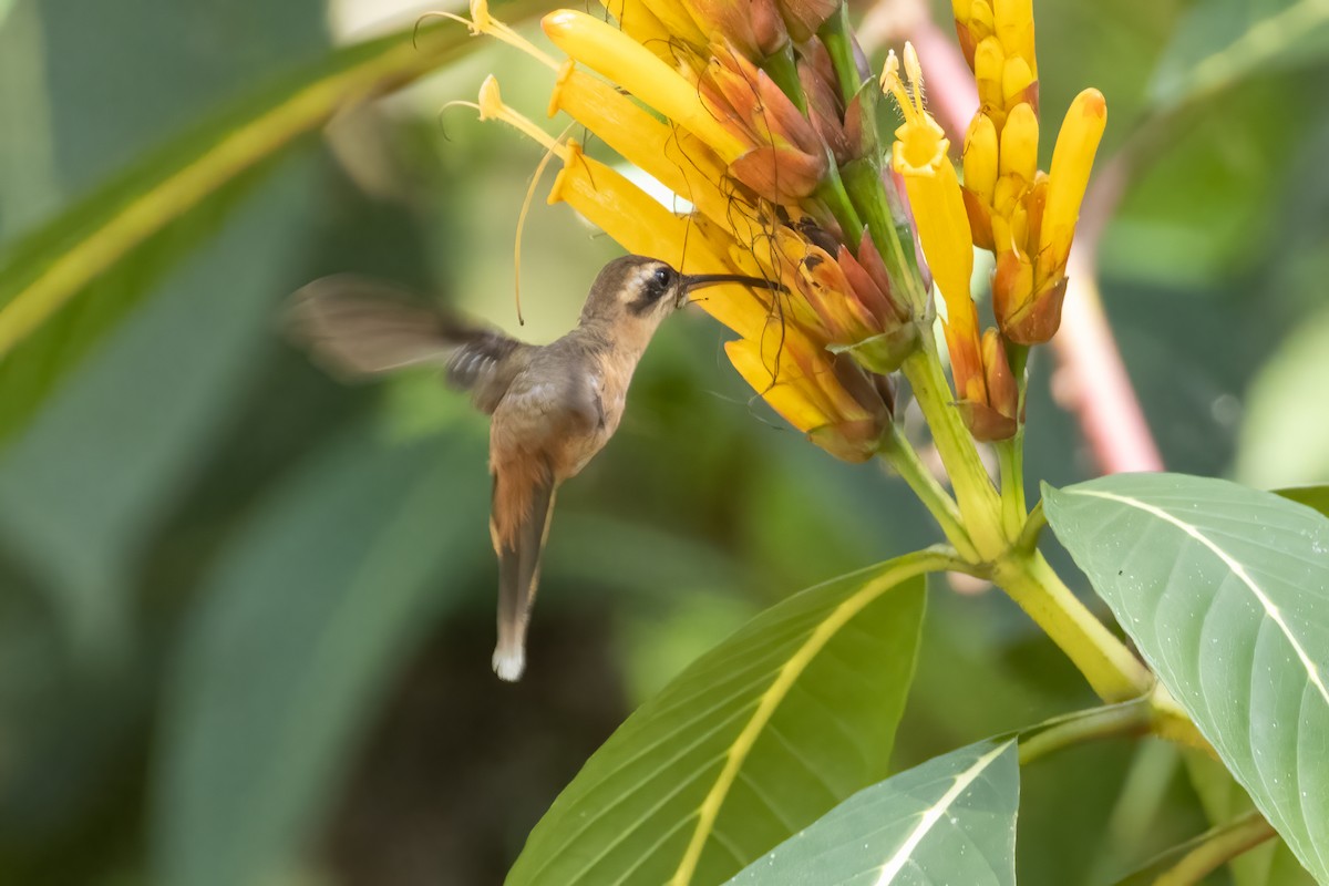 Stripe-throated Hermit - ML430399041