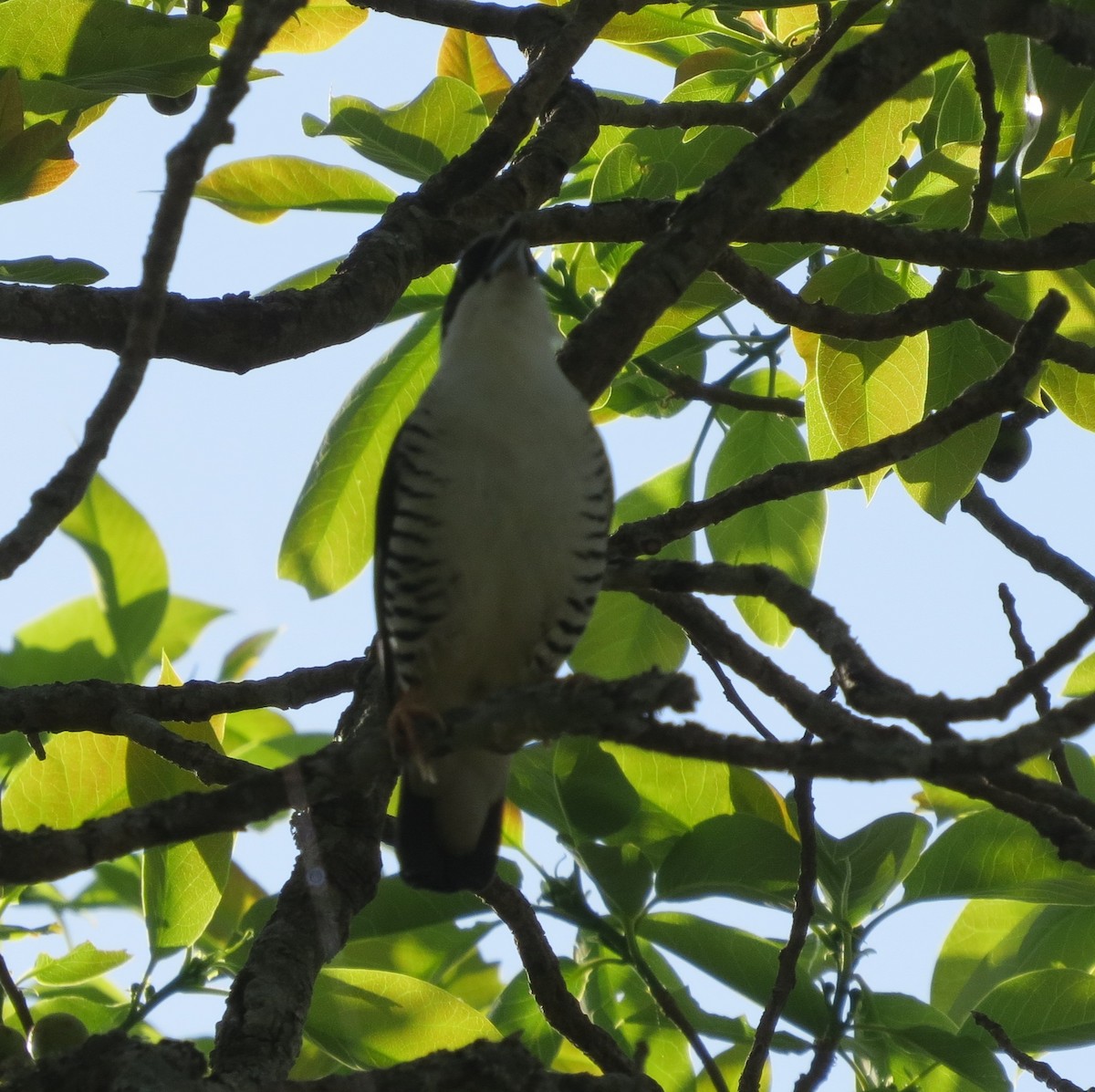 Himalayan Cutia - ML430399081