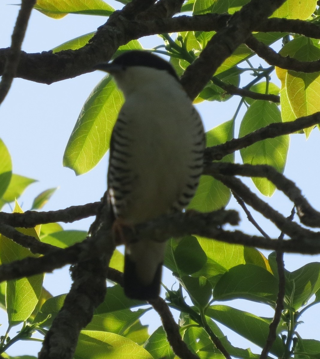 Himalayan Cutia - ML430399091