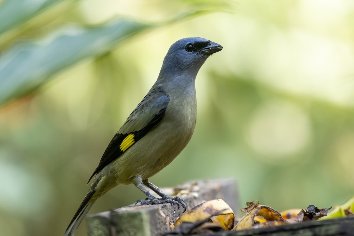 Yellow-winged Tanager - ML430399181