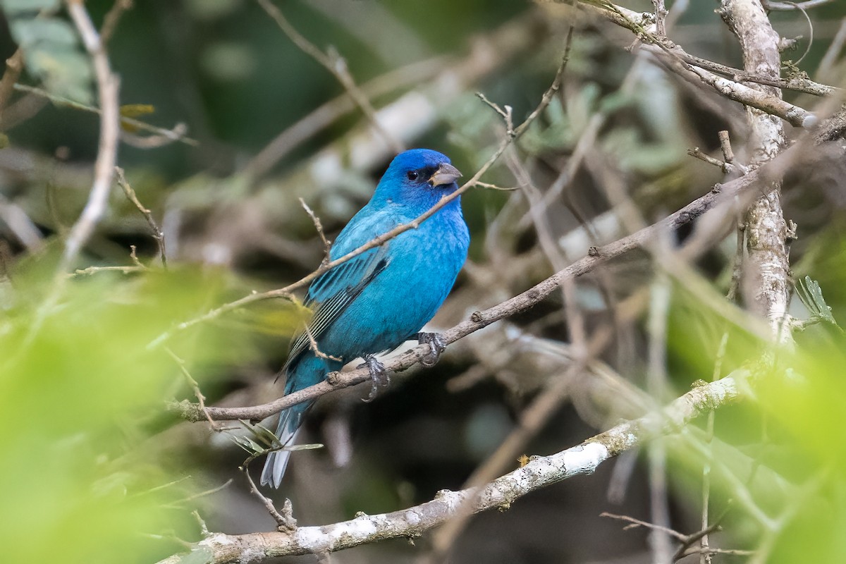 Indigo Bunting - ML430399531