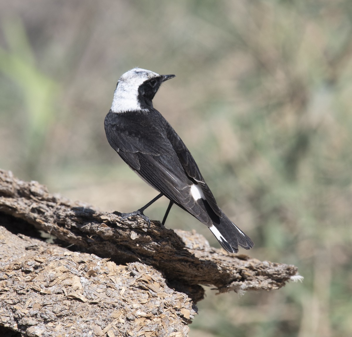 Pied Wheatear - ML430399691