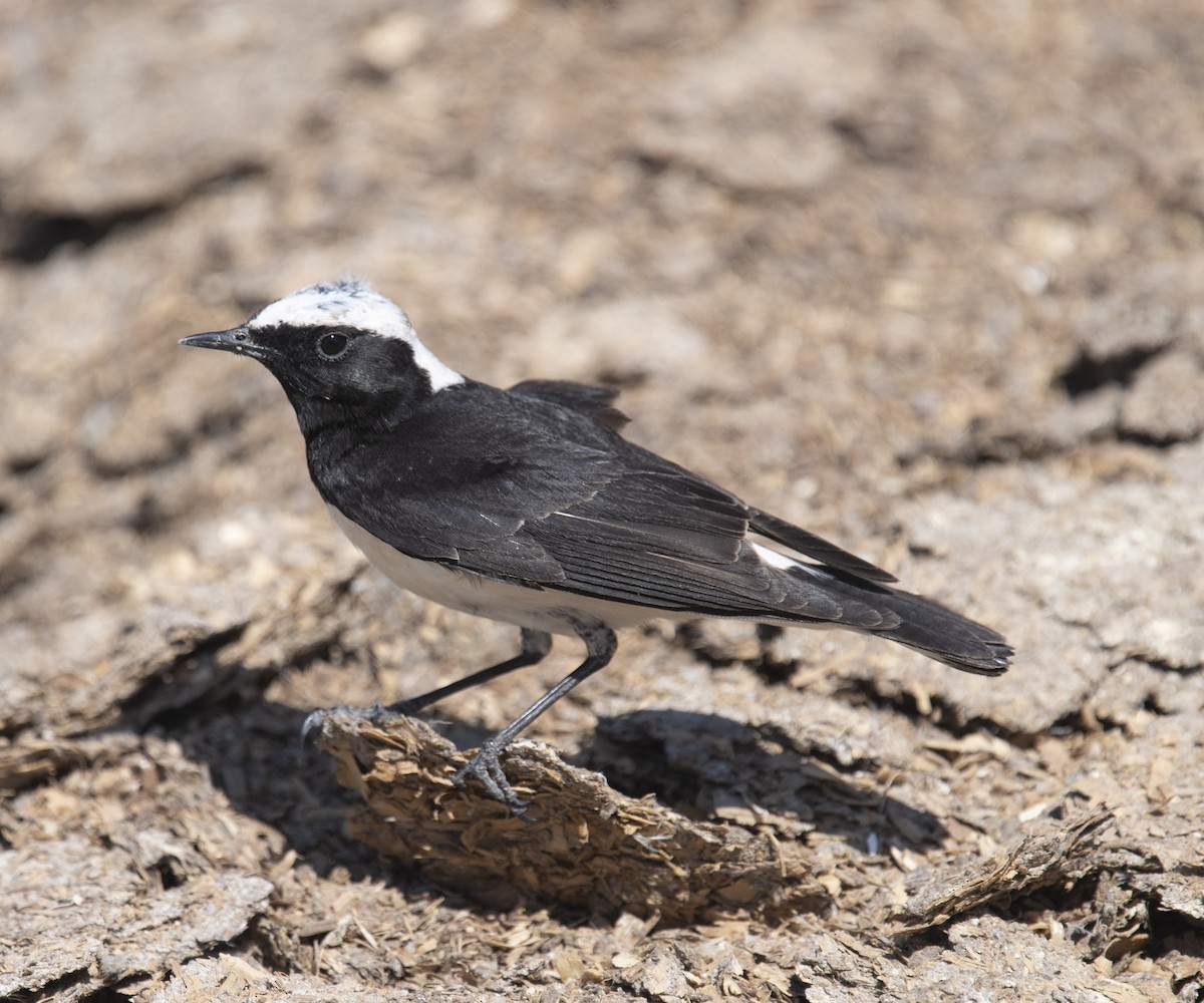 Pied Wheatear - ML430399711