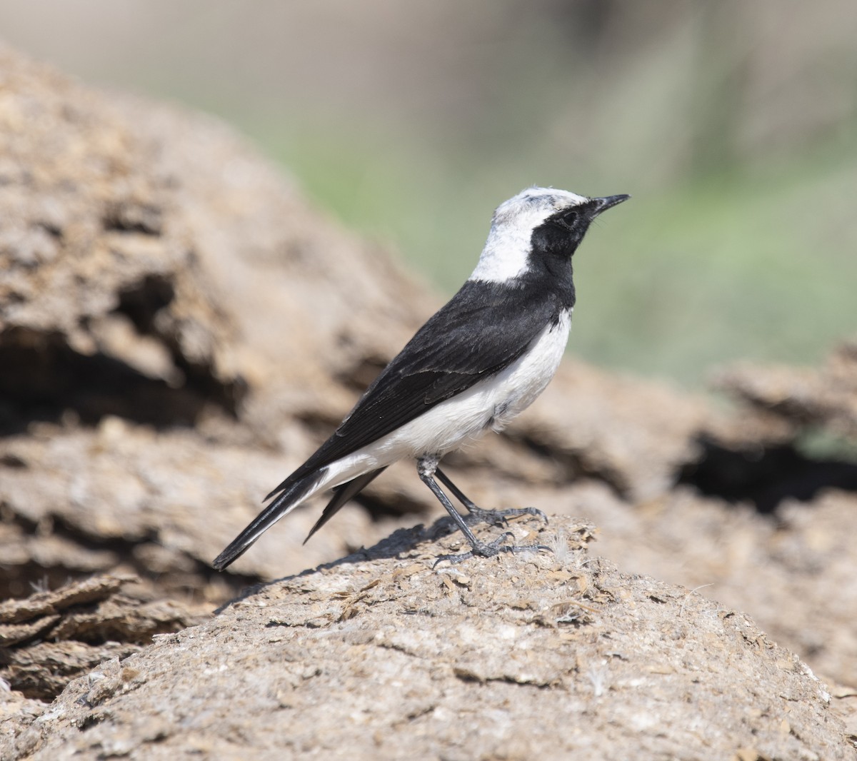 Pied Wheatear - ML430399731