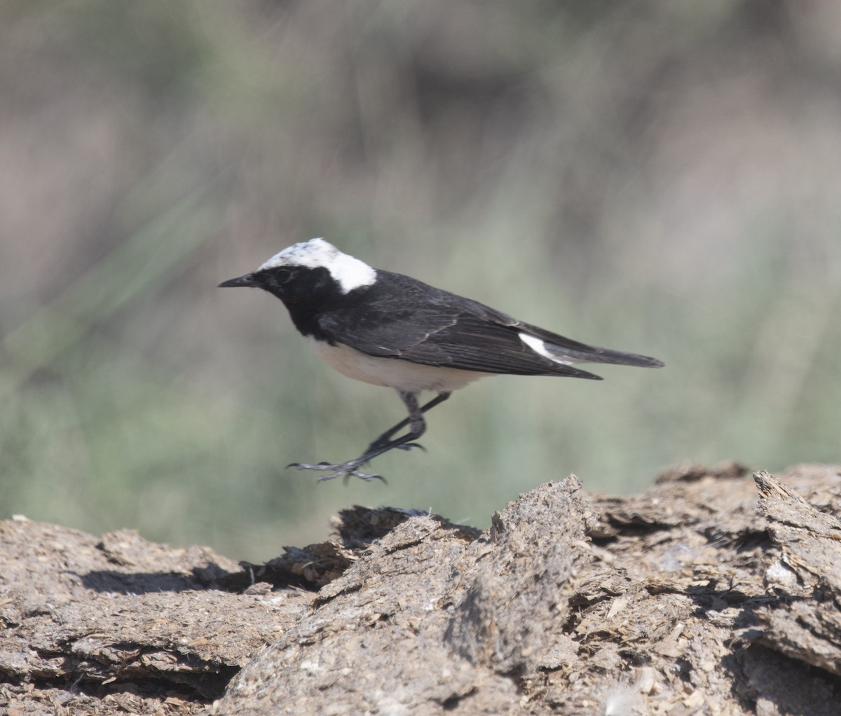 Pied Wheatear - ML430399771