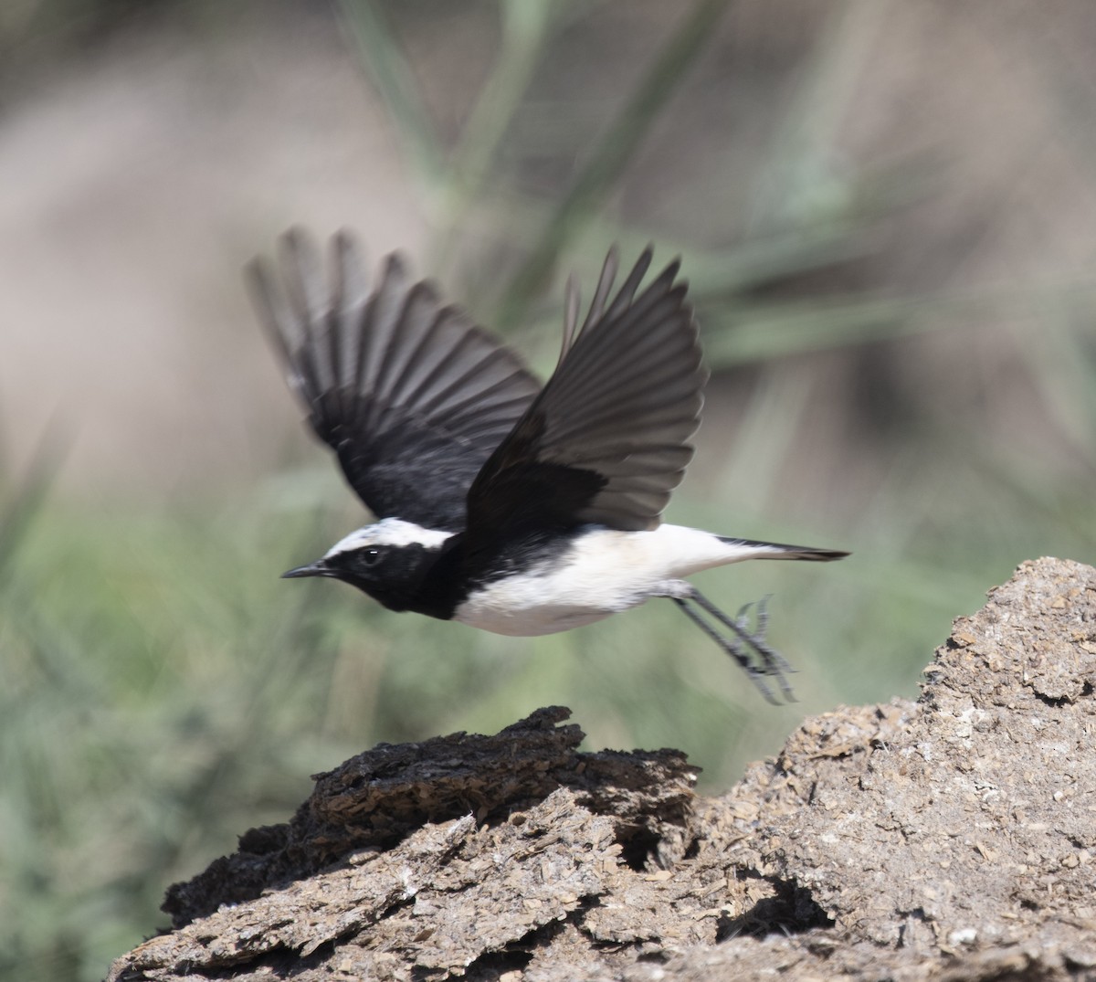 Pied Wheatear - ML430399791