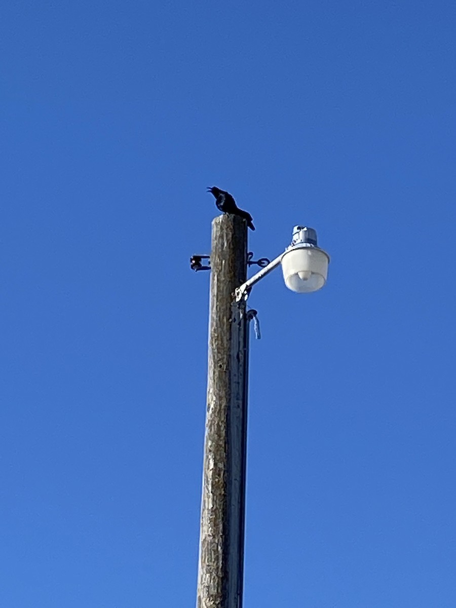 Great-tailed Grackle - ML430400231