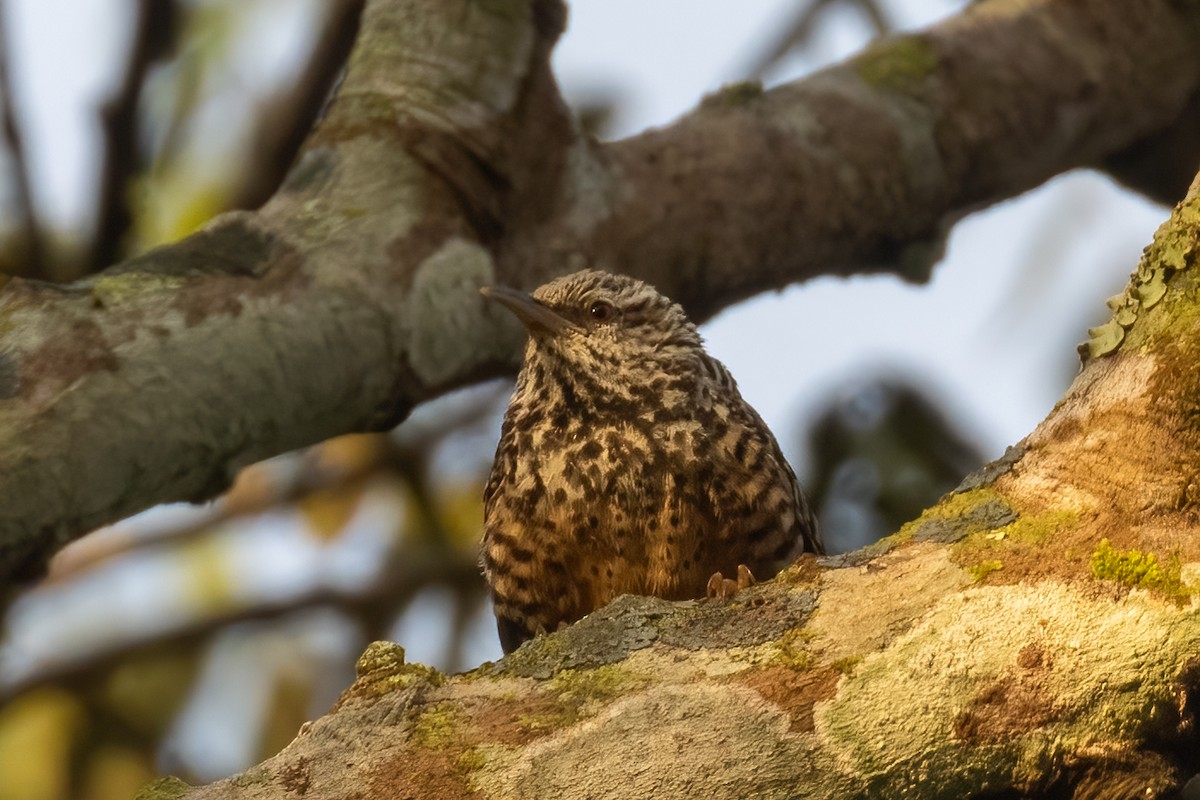 Band-backed Wren - ML430400961