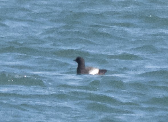 Pigeon Guillemot - ML430402081