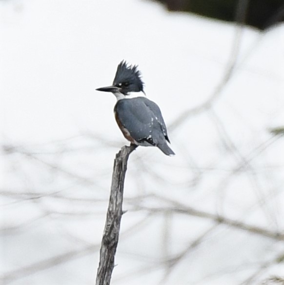 Belted Kingfisher - ML430402191