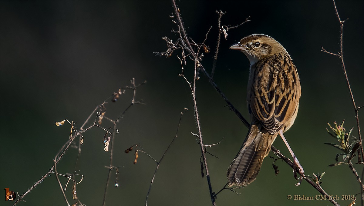 Bristled Grassbird - ML430403791