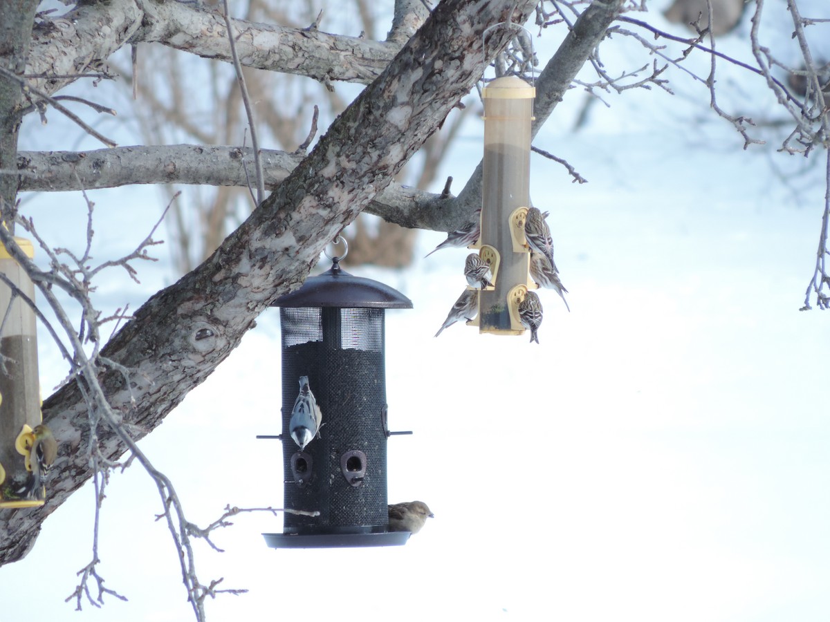 Common Redpoll - ML43040481