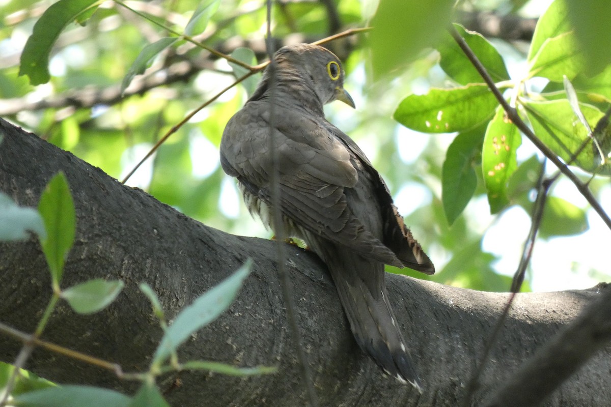 Indian Cuckoo - John Russell