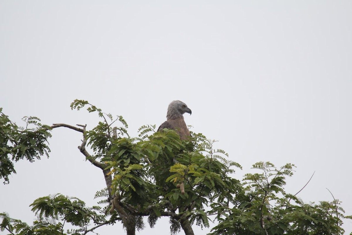 Gray-headed Fish-Eagle - ML430406691