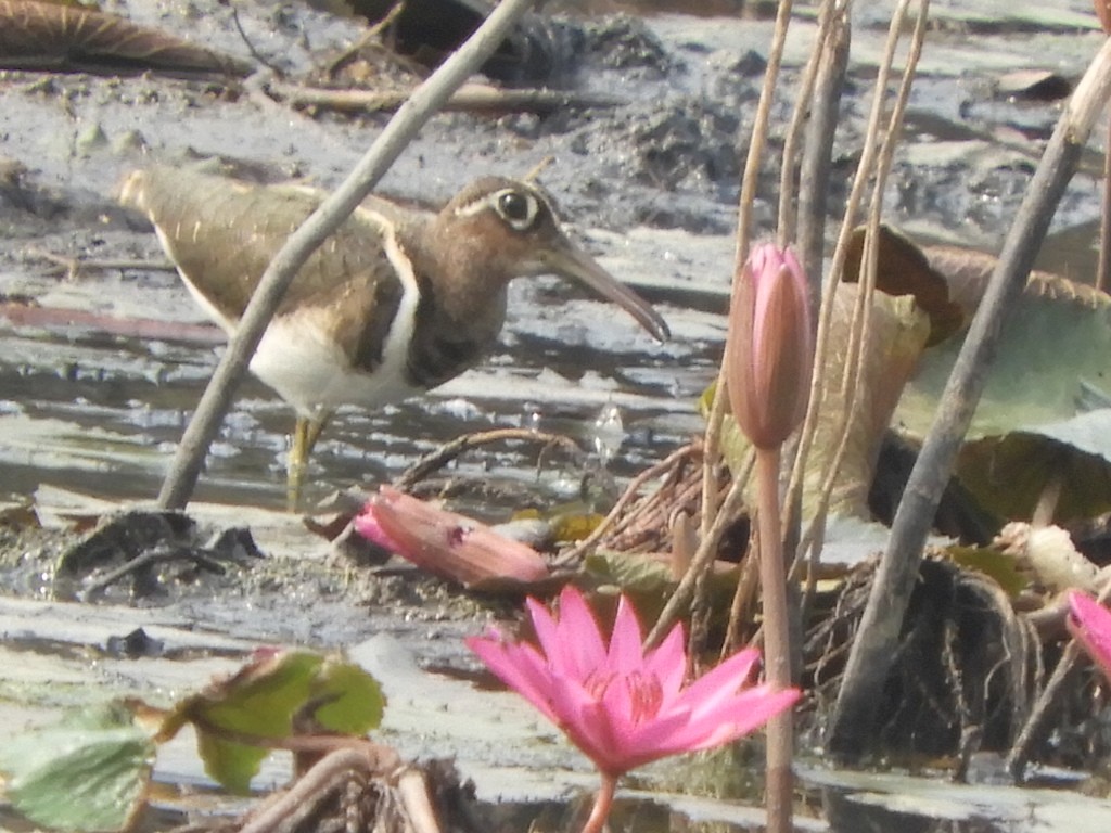 Greater Painted-Snipe - ML430407201