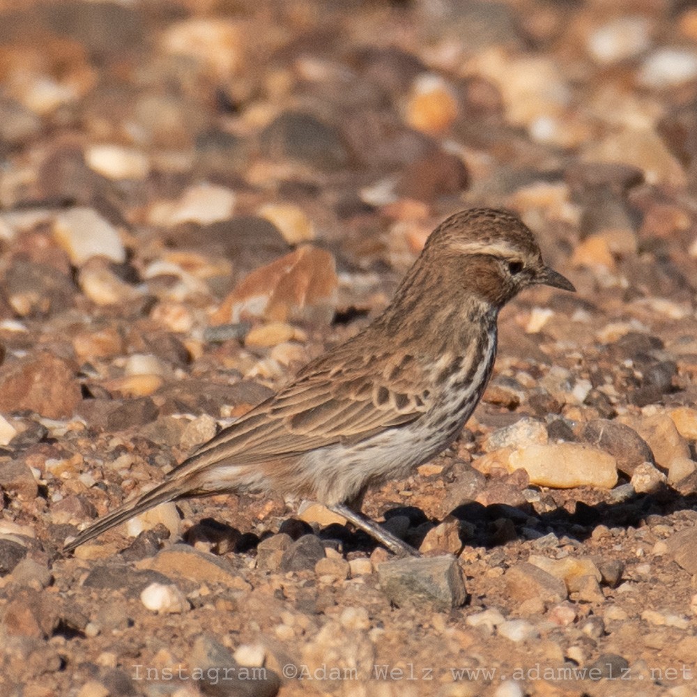 Karoo Lark - ML430408641