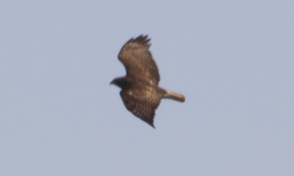 Red-tailed Hawk (Harlan's) - ML43040941