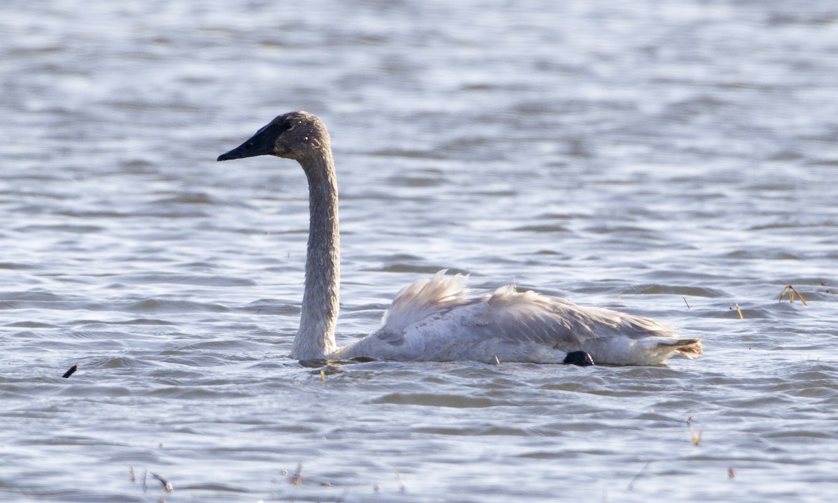 Trumpeter Swan - ML43041041