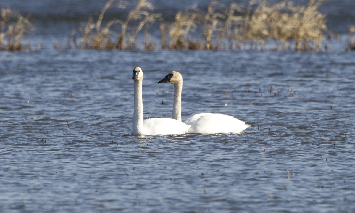 Trumpeter Swan - ML43041051