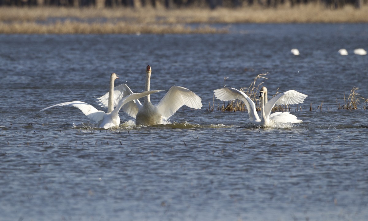 Cisne Trompetero - ML43041061