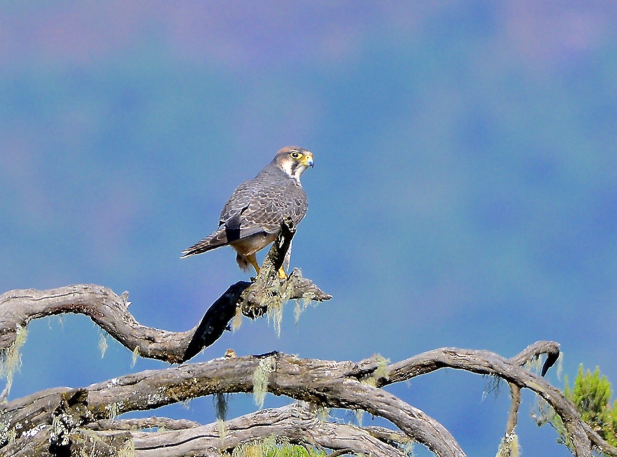 Lanner Falcon - Odd Helge Gilja