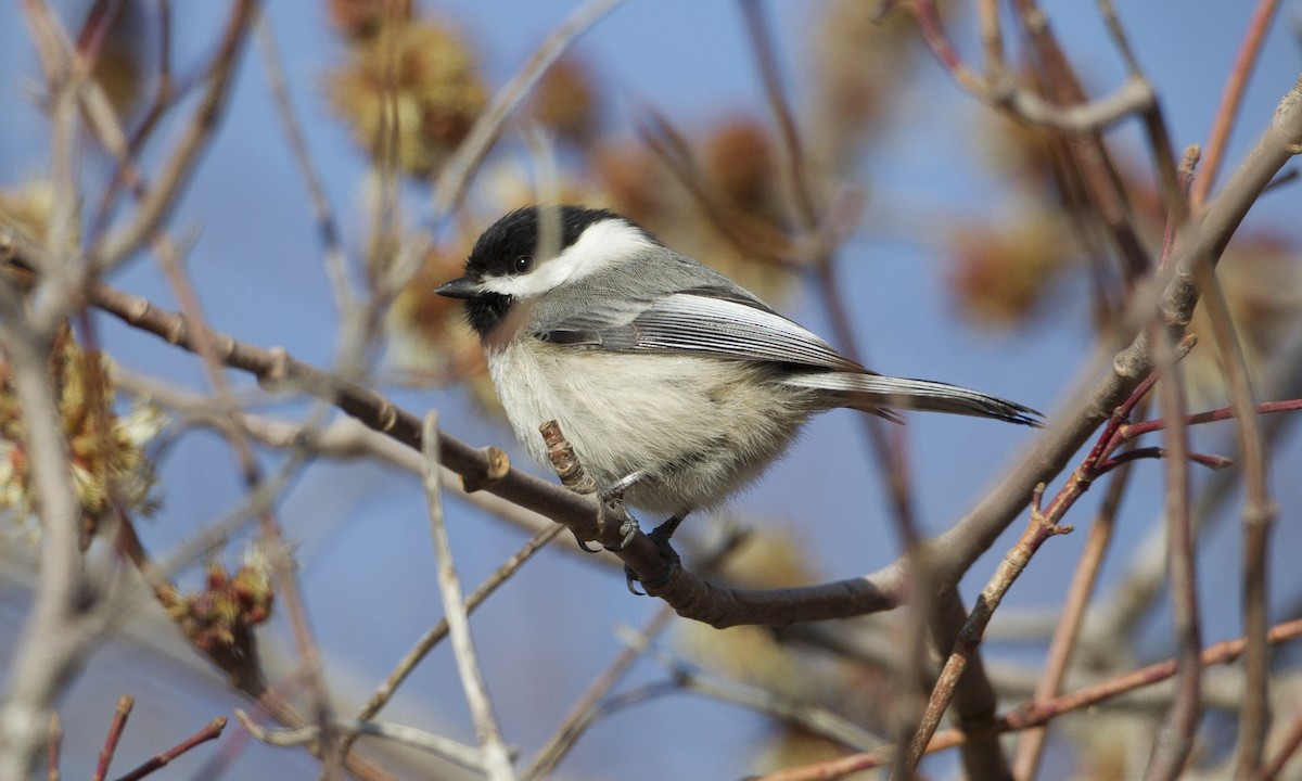 Black-capped Chickadee - ML43041101