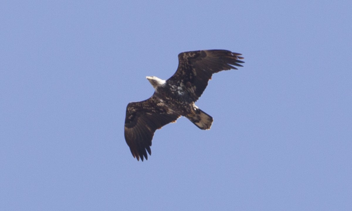 Bald Eagle - ML43041121