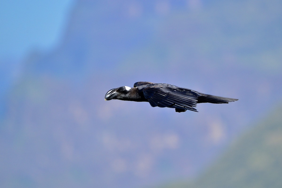 Thick-billed Raven - Odd Helge Gilja