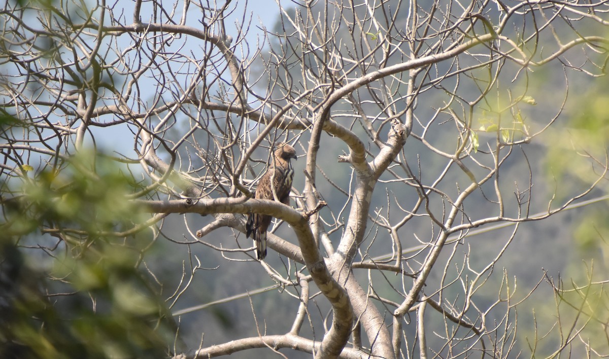 Changeable Hawk-Eagle - ML430412651