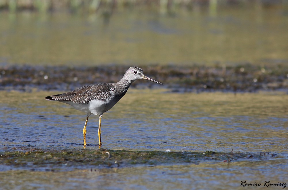 Greater Yellowlegs - ML430412891