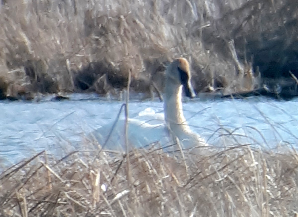 Trumpeter Swan - ML430414471