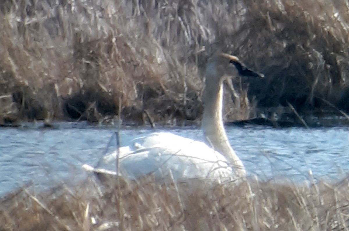 Trumpeter Swan - ML430414521