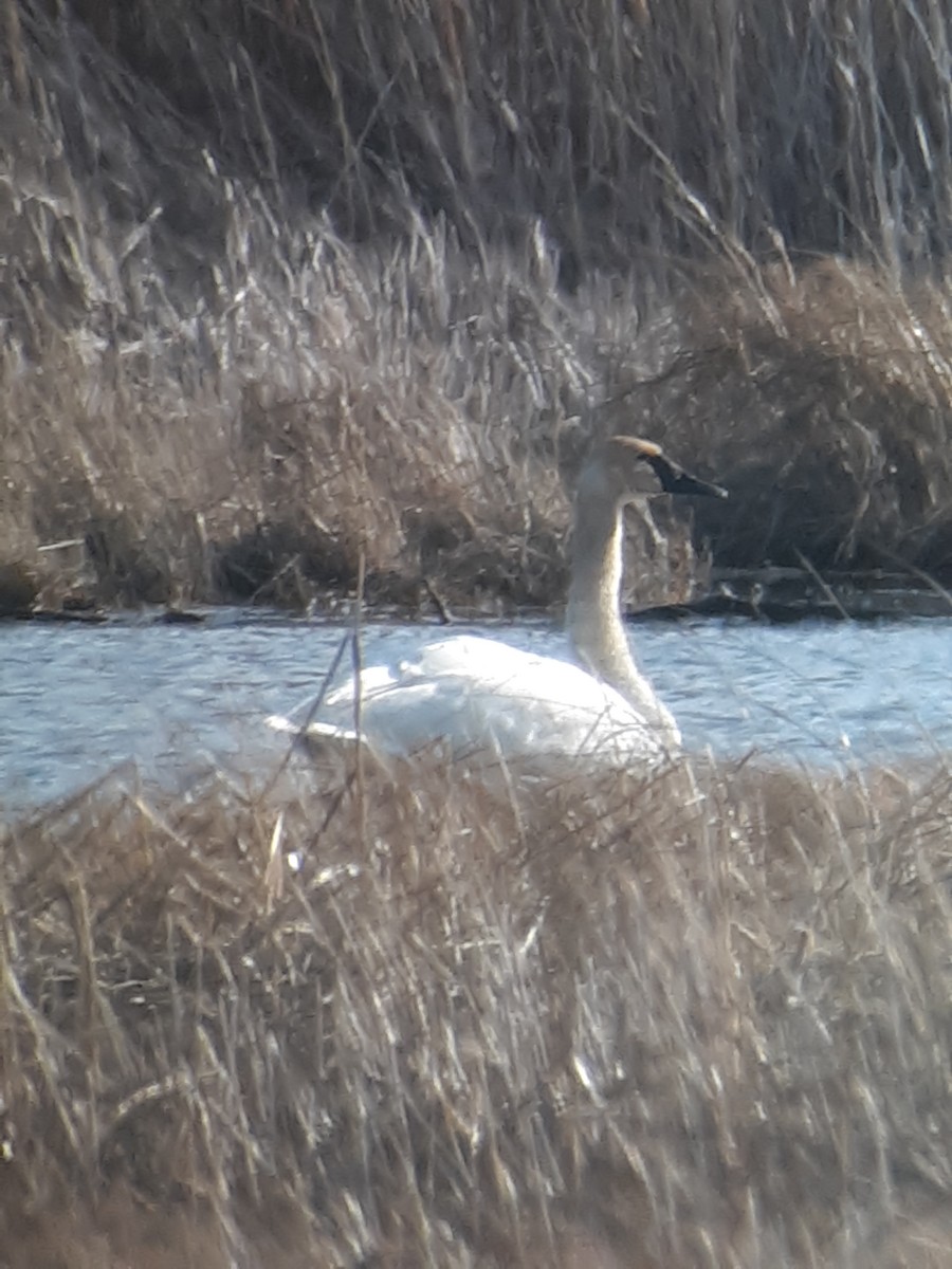 Trumpeter Swan - ML430414551